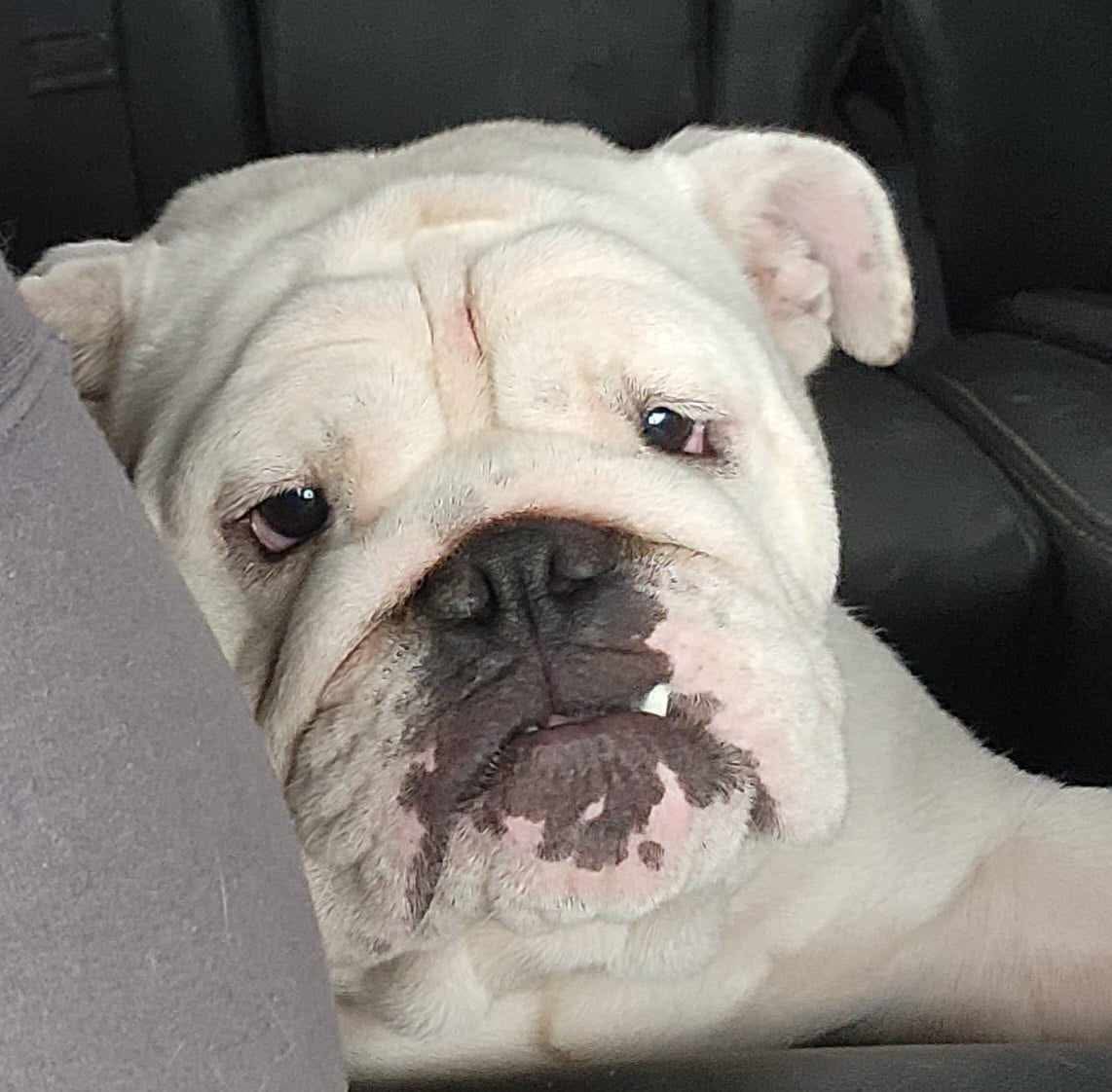 LuLu - Smooch-A-Bulls and Yugos Star — LuLu, English Bulldog at Smooch-A-Bulls