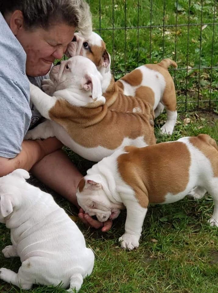 Life at Smooch-A-Bulls — English Bulldog puppies with their family