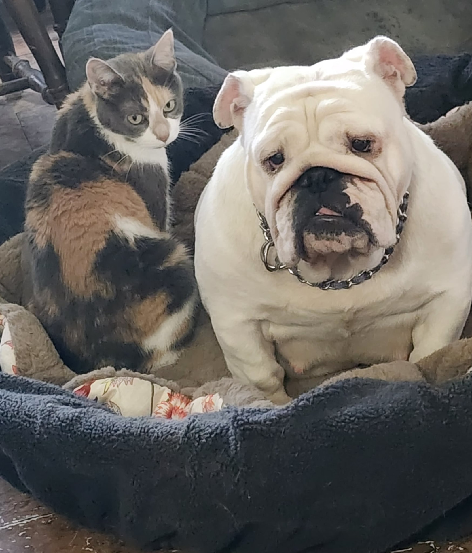 LuLu, English Bulldog at Smooch-A-Bulls