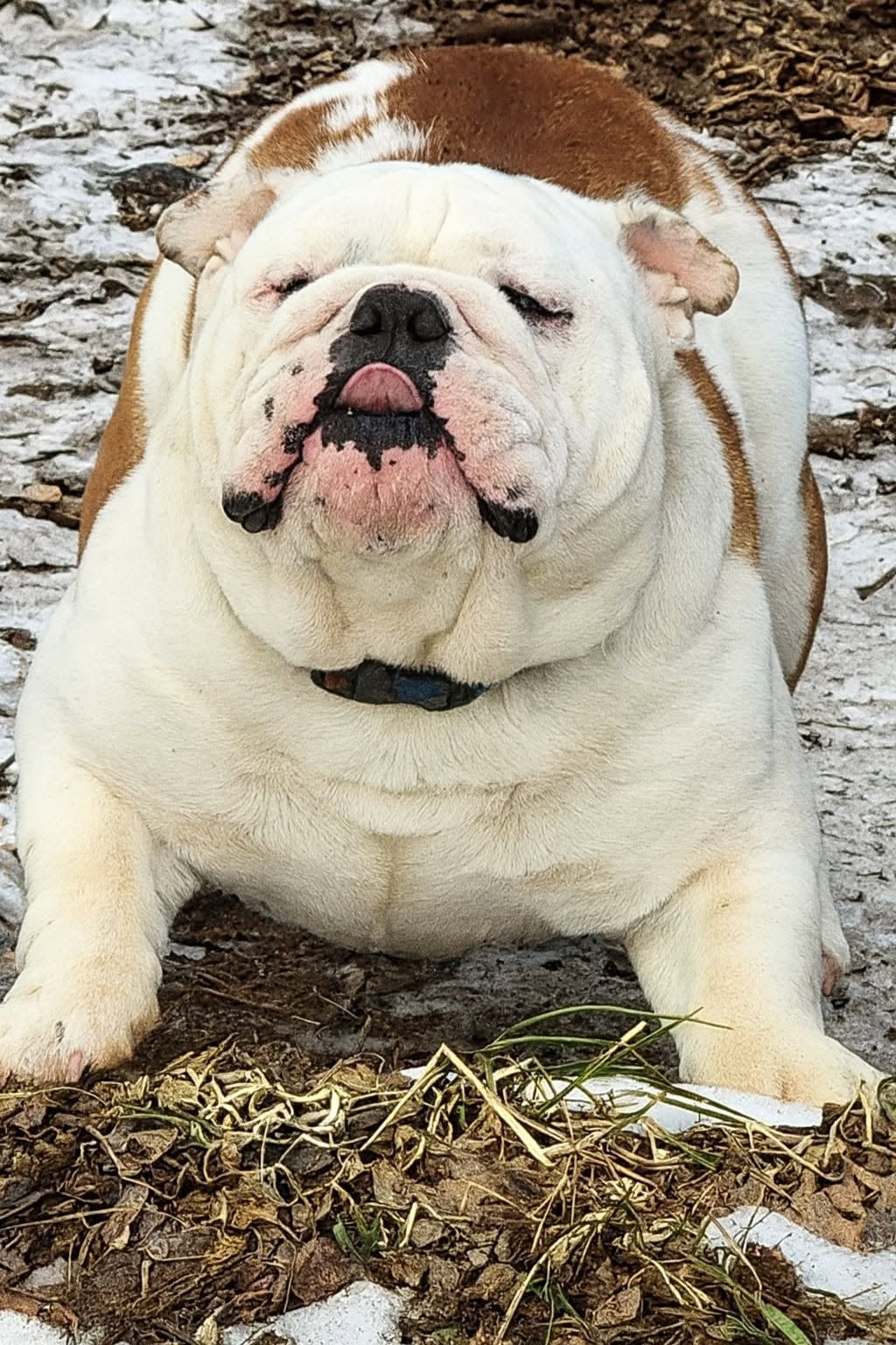 Fozzy, English Bulldog at Smooch-A-Bulls