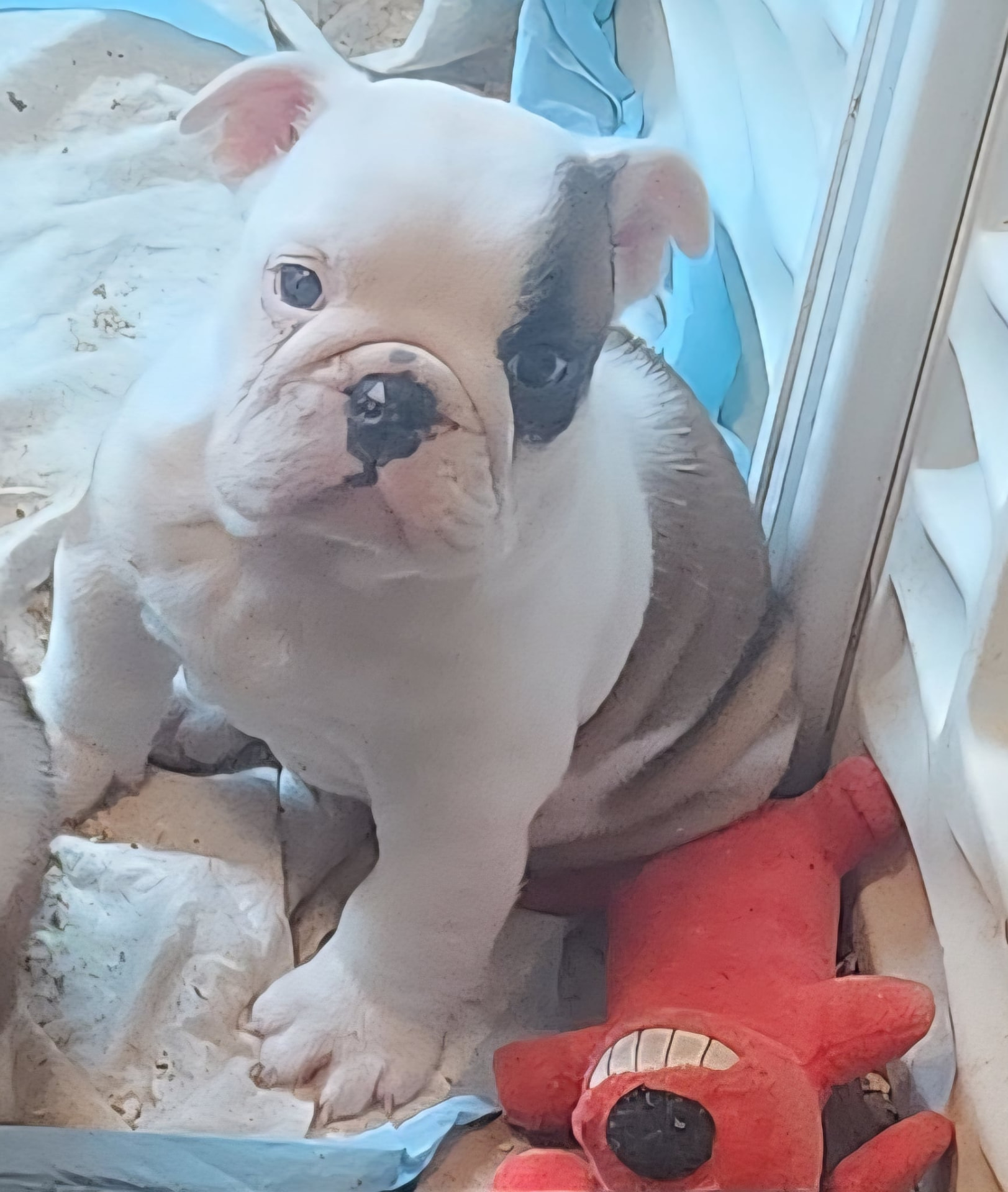 Gema — a fawn and white female English Bulldog puppy at Smooch-A-Bulls