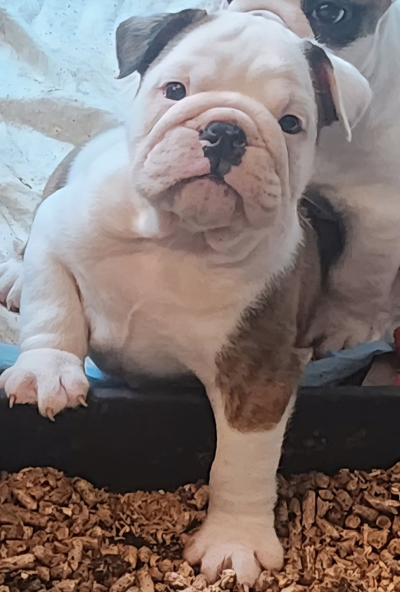 Oscar — a red brindle and white male English Bulldog puppy at Smooch-A-Bulls