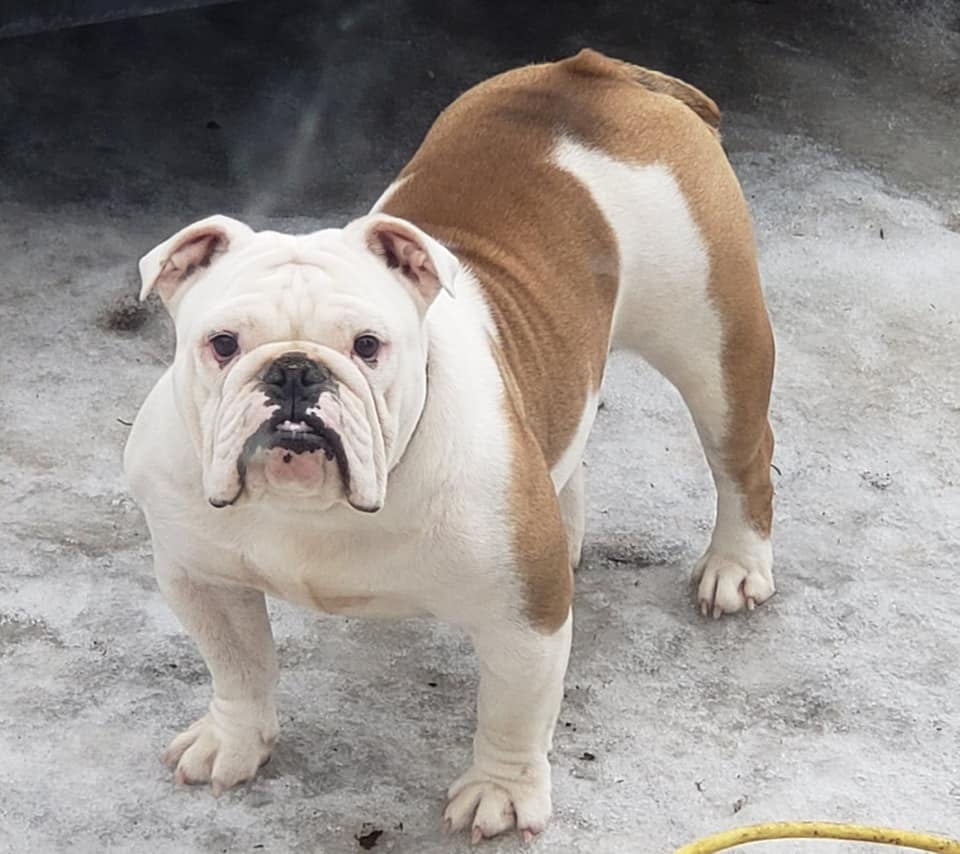 Smooch-A-Bulls Love You More, “Dottie” — Dam