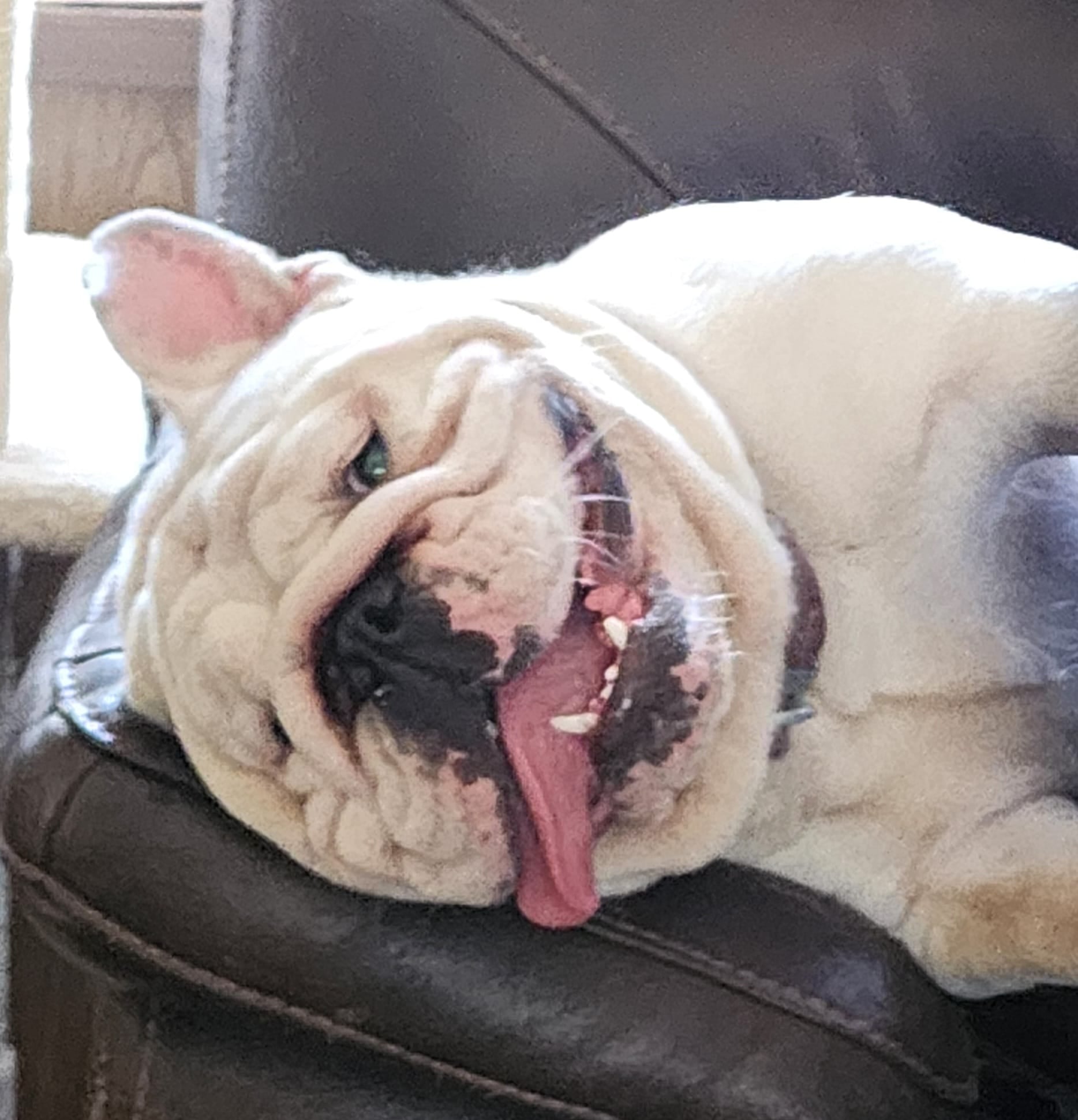 LuLu, English Bulldog at Smooch-A-Bulls