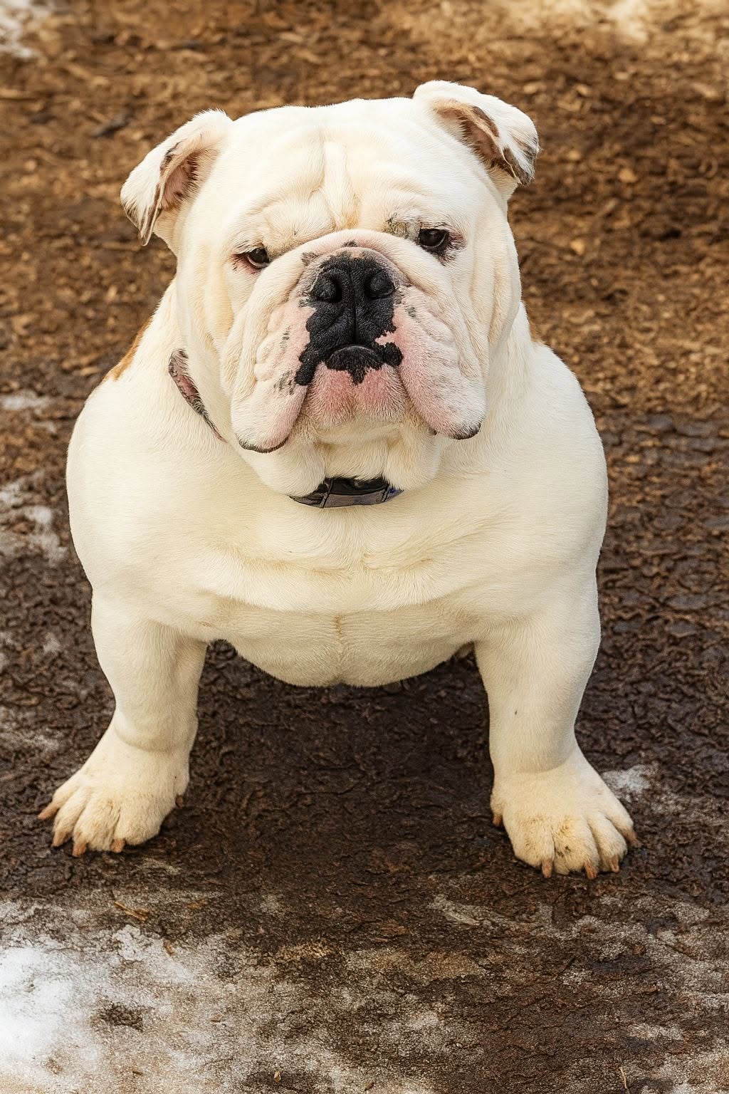 Smooch-A-Bulls The Fozz, “Fozzy” — Sire