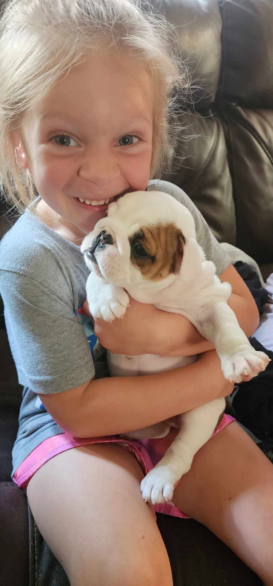 A child holding a Smooch-A-Bulls English Bulldog puppy