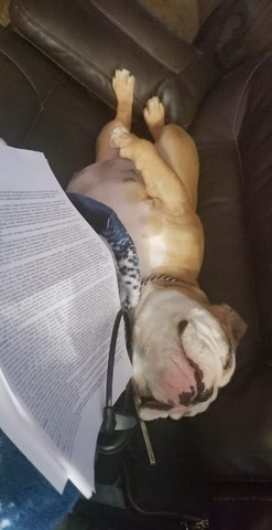 Typical favorite sleeping position for Penny Pork Chop ...LOL