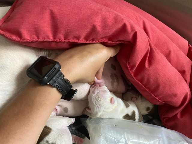 Smooch-A-Bulls English Bulldog puppies in the nursery