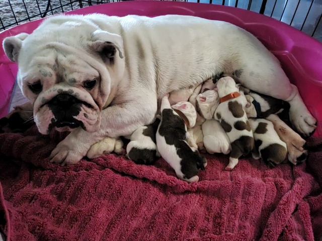 Sadie at home getting settled in and wondering what Mack truck hit her. She is doing well adjusting to being a first-time mother.