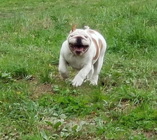 "Smiley", the Smooch-A-Bulls main man
