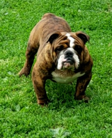 Bruno is compact, cobby bodied boy and of a sound temperament!