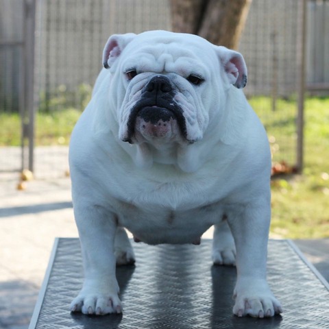 TIFFANY'S SHINING STAR AT SMOOCH-A-BULLS AND YUGOS STAR — Sadie, English Bulldog at Smooch-A-Bulls