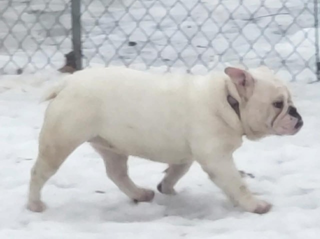 Betty Boop, English Bulldog at Smooch-A-Bulls