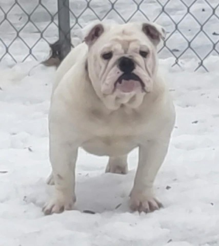 Betty Boop, English Bulldog at Smooch-A-Bulls