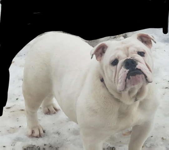 Betty Boop, English Bulldog at Smooch-A-Bulls