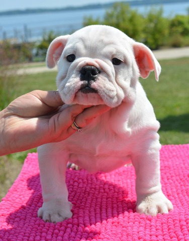 Betty Boop, English Bulldog at Smooch-A-Bulls