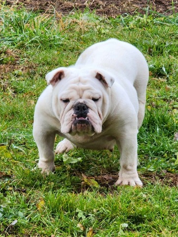 Betty Boop, English Bulldog at Smooch-A-Bulls