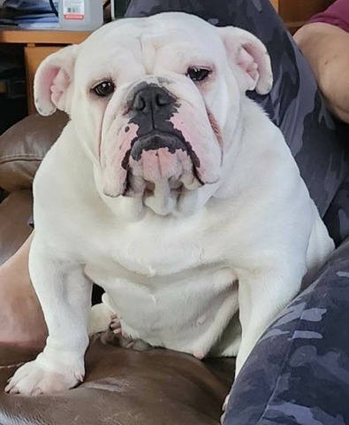 Smooch-A-Bulls Betty Boop — Betty Boop, English Bulldog at Smooch-A-Bulls
