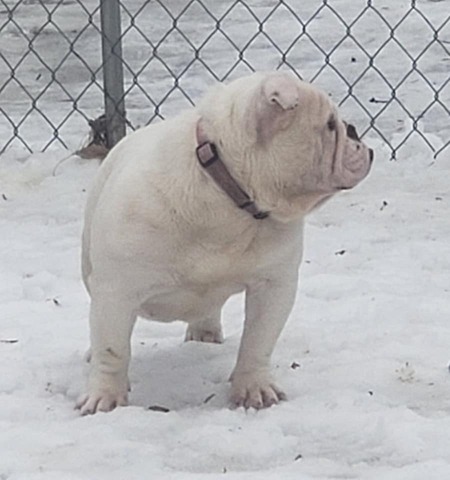 Betty Boop, English Bulldog at Smooch-A-Bulls