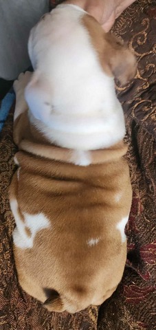 "Archie", English Bulldog puppy from the June 2023 Smooch-A-Bulls litter