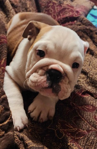 "Archie", English Bulldog puppy from the June 2023 Smooch-A-Bulls litter