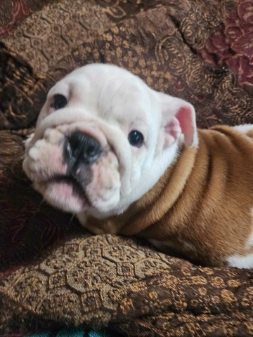 "Archie", English Bulldog puppy from the June 2023 Smooch-A-Bulls litter