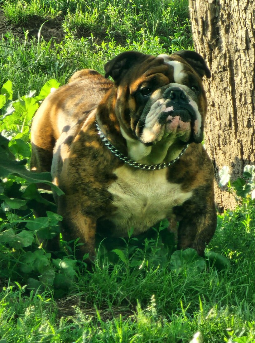 Bruno, English Bulldog at Smooch-A-Bulls