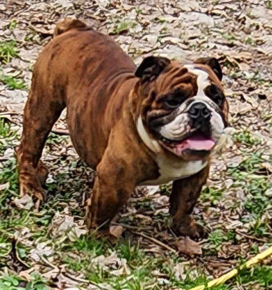 Bruno, English Bulldog at Smooch-A-Bulls