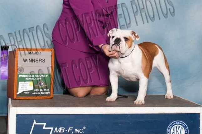 Charlotte, English Bulldog at Smooch-A-Bulls