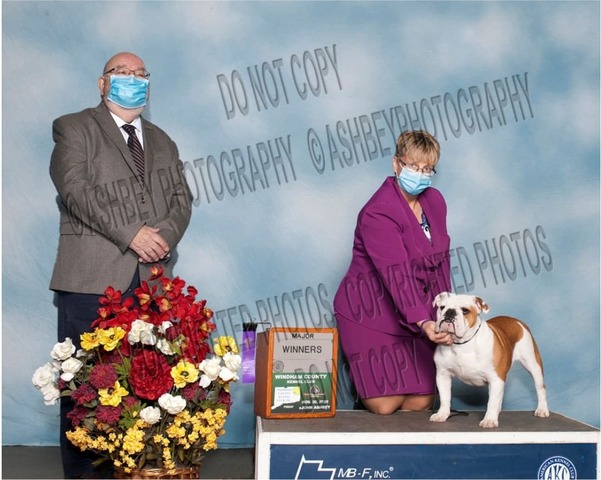 Porscha For Smooch-A-Bulls Iz Doma Marlen — Charlotte, English Bulldog at Smooch-A-Bulls