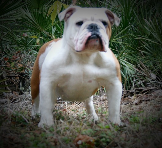 Charlotte, English Bulldog at Smooch-A-Bulls