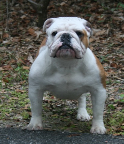Photos by handler Terri Frenia and her son Tyler Frenia