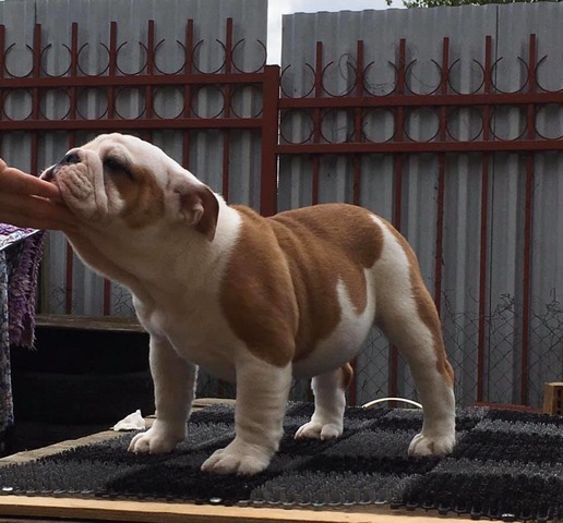 Charlotte, English Bulldog at Smooch-A-Bulls