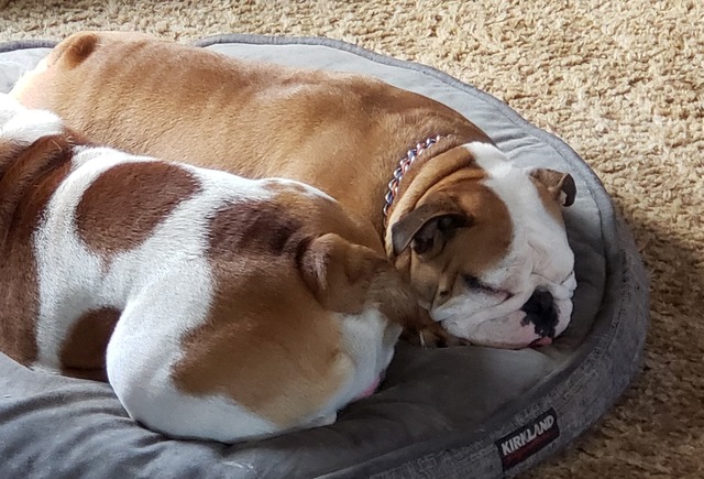 Smooch-A-Bulls Penny Lover — Penny, English Bulldog at Smooch-A-Bulls