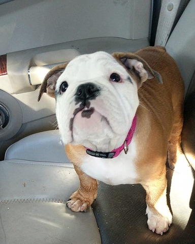 Penny as a baby loved going for rides!